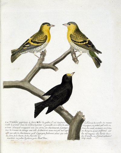 動物学的チャート（鳥類学）。タリン（ハンノキのタリンまたはcarduelis spinus）。左上：オス、右：メス。下：別の品種。フランソワ・ニコラ・マルティネの『外観と感覚で描かれた鳥類の歴史』の挿絵（1731年 作： Francois Nicolas Martinet