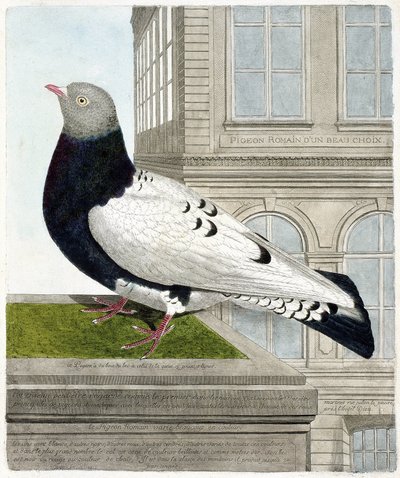 動物学的チャート（鳥類学）。ローマのハト（columba livia）。フランソワ・ニコラ・マルティネ（1731-1800）の『外観と感覚で描かれた鳥類の歴史』の挿絵。個人蔵。 作： Francois Nicolas Martinet