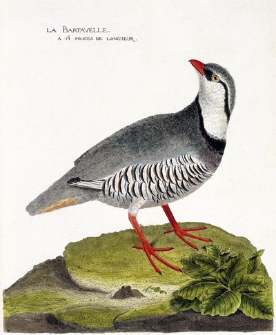 動物学的チャート（鳥類学）。バルタベル（ヤマウズラBartavelleまたはAlectoris graeca）。フランソワ・ニコラ・マルティネ（1731-1800）の「外観と感覚的な面で描かれた鳥類の歴史」の図版。個人蔵。 作： Francois Nicolas Martinet