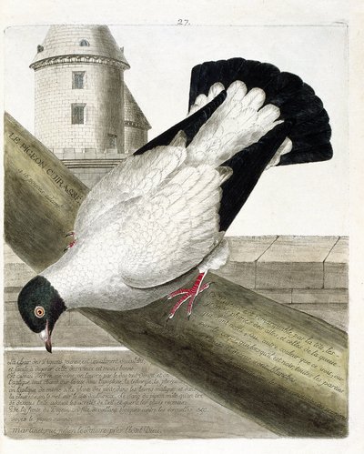 動物学的チャート（鳥類学）。戦艦鳩（columba livia）。フランソワ・ニコラ・マルティネ（1731-1800）の『外観と感覚で描かれた鳥類の歴史』の挿絵。個人蔵。 作： Francois Nicolas Martinet