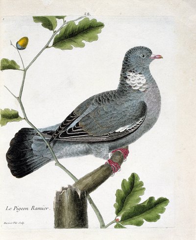 動物学的チャート（鳥類学）。枝にとまったキジバト（columba palumbus）。フランソワ・ニコラ・マルティネ（1731-1800）の「外観と感覚で描かれた鳥類の歴史」の図版。個人蔵。 作： Francois Nicolas Martinet