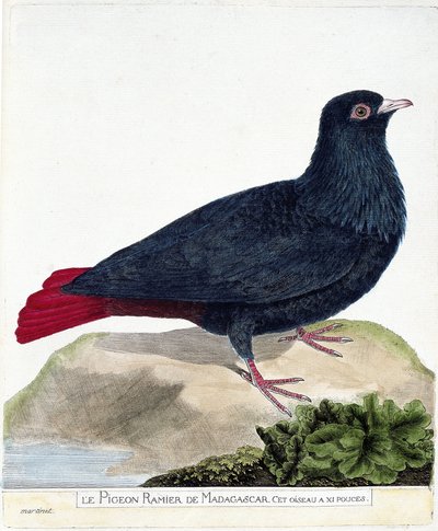 動物園図（鳥類学）。マダガスカルのフクロウバト（Blue Founingo or alectroenas madagascariensis）。フランソワ・ニコラ・マルティネ(1731-1800)の『外観と感覚で描かれた鳥類の歴史』の挿絵。私家版 作： Francois Nicolas Martinet