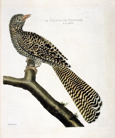 動物園図（鳥類学）。ミンダナオ島のカッコウ(koel cuckoo or Eudynamys scolopacea)が枝に乗っている様子。フランソワ・ニコラ・マルティネ（1731-1800）の『外観と感覚で描かれた鳥類の歴史』の挿絵。個人蔵 作： Francois Nicolas Martinet