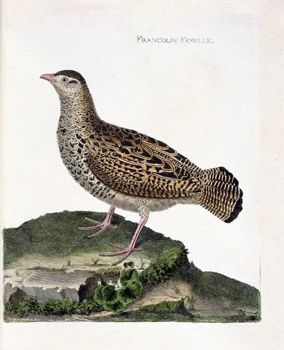 動物園図（鳥類学）。雌のフランコリン（francolin noirまたはfrancolinus francolinus）。フランソワ・ニコラ・マルティネ（1731-1800）の『外観と感覚で描かれた鳥類の歴史』の挿絵。個人蔵。 作： Francois Nicolas Martinet