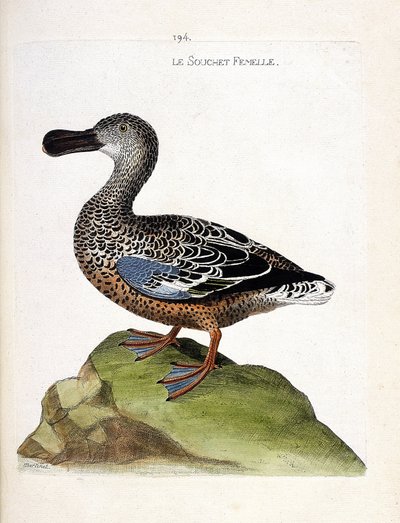 動物学的チャート（鳥類学）。雌株（カモ、anas clypeata）。フランソワ・ニコラ・マルティネ（1731-1800）の「外観と感覚的な面で描かれた鳥類の歴史」の図版。個人蔵。 作： Francois Nicolas Martinet