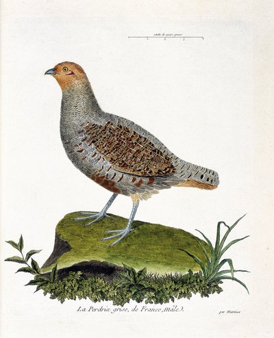 動物学的チャート（鳥類学）。フランスの灰色のウズラ、オス（灰色のウズラ、partridge）。フランソワ・ニコラ・マルティネ(1731-1800)の「外観と感覚的な面で描かれた鳥類の歴史」の挿絵。個人蔵。 作： Francois Nicolas Martinet