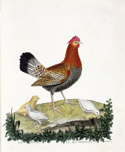 動物学的チャート（鳥類学）。雌鶏とその雛（domestic hen or gallus gallus）。フランソワ・ニコラ・マルティネ（1731-1800）の『外観と感覚で描かれた鳥類の歴史』の挿絵。個人蔵。 作： Francois Nicolas Martinet