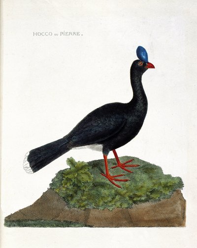 動物学的なチャート（鳥類学）。ホッコや石（Hocco a stone or pauxi pauxi）のこと。フランソワ・ニコラ・マルティネ（1731-1800）の「外観と感覚的な面で描かれた鳥類の歴史」の図版。個人蔵。 作： Francois Nicolas Martinet