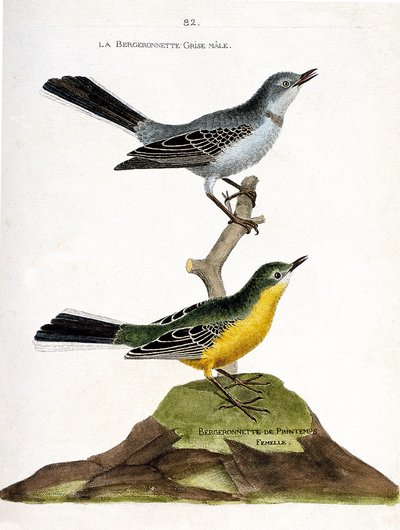 動物図鑑（鳥類学）。枝に乗ったオスのグレイ・ベルジョンネット（Motacilla alba）とメスのスプリング・シェパード（Motacilla flava）。フランソワ・ニコラ・マルタン著「姿と感性で描かれた鳥類の歴史」の挿絵 作： Francois Nicolas Martinet