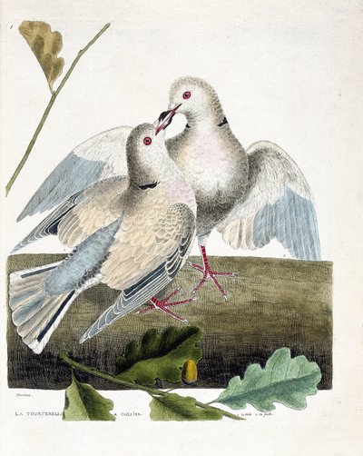 動物学的チャート（鳥類学）。首をかしげるハト（ピンクとグレーのハト、streptopelia roseogrisea）。フランソワ・ニコラ・マルティネ（1731-1800）の「外観と感覚で描かれた鳥類の歴史」の挿絵。個人蔵。 作： Francois Nicolas Martinet