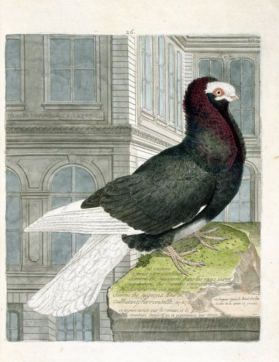 動物学的チャート（鳥類学）。ノナンまたはカプション・キジバト（ドワーフ・キジバトまたはコルンバ・リビア）。フランソワ・ニコラ・マルティネ（1731-1800）の『外観と感覚で描かれた鳥類の歴史』の図版。個人蔵。 作： Francois Nicolas Martinet