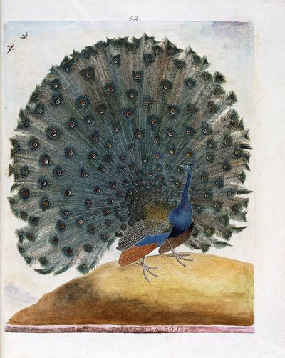 動物図鑑（鳥類学）。車輪を作るクジャク（青いクジャク）。フランソワ・ニコラ・マルティネ（1731-1800）の『外観と感覚で描かれた鳥類の歴史』の挿絵。個人蔵。 作： Francois Nicolas Martinet