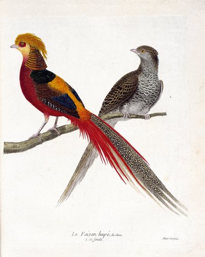 動物図鑑（鳥類学）。中国のキジとそのメス（金色のキジとクリソツ）が枝に乗っている様子。フランソワ・ニコラ・マルティネ(1731-1800)の「外観と感覚的な面で描かれた鳥類の歴史」の挿絵。プライベート 作： Francois Nicolas Martinet