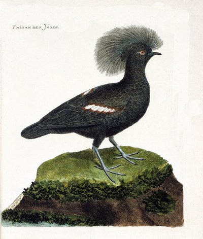 動物学的チャート（鳥類学）。インドのキジ（goura crown or goura cristata）。フランソワ・ニコラ・マルティネ（1731-1800）の「外観と感覚で描かれた鳥類の歴史」の図版。個人蔵。 作： Francois Nicolas Martinet