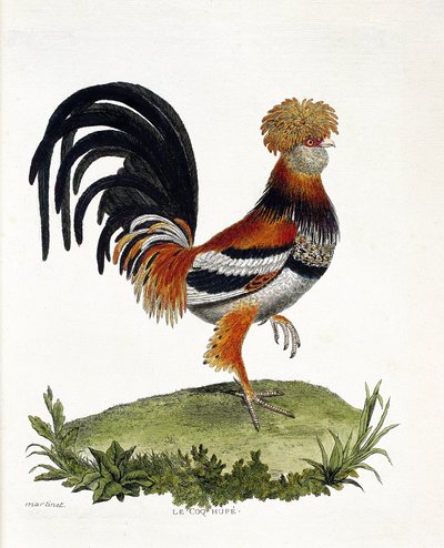 動物学的チャート（鳥類学）。雄鶏（家庭用雄鶏、gallus gallus）。フランソワ・ニコラ・マルティネ（1731-1800）の「外観と感覚で描かれた鳥類の歴史」の図版。個人蔵。 作： Francois Nicolas Martinet