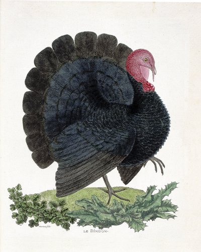 動物学的チャート（鳥類学）。ターキー（家禽、Melaeagris gallopavo）。フランソワ・ニコラ・マルティネ(1731-1800)の「外観と感覚で描かれた鳥類の歴史」の図版(エングレーヴィング) 作： Francois Nicolas Martinet