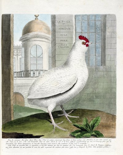 動物学的チャート（鳥類学）。尻のないバージニアの雌鶏（domestic hen iu gallus gallus）。フランソワ・ニコラ・マルティネ（1731-1800）の『外観と感覚で描かれた鳥類の歴史』の挿絵。個人蔵。 作： Francois Nicolas Martinet