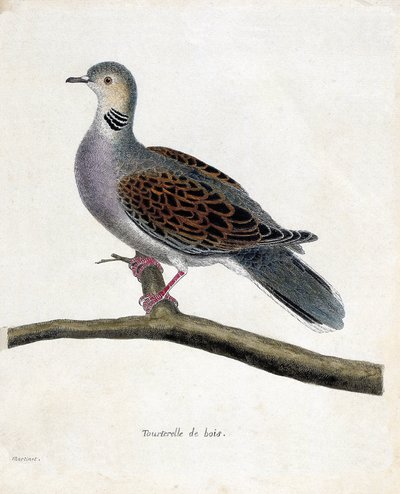 動物学的チャート（鳥類学）。枝にとまるキジバト（streptopelia turtur）。フランソワ・ニコラ・マルティネ（1731-1800）の『外観と感覚で描かれた鳥類の歴史』の挿絵。個人蔵。 作： Francois Nicolas Martinet