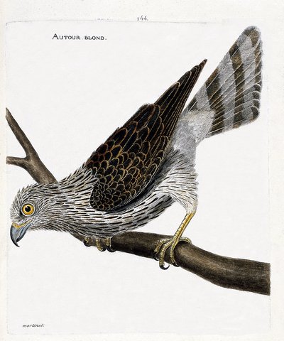 動物図鑑（鳥類学）：枝にいるブロンド（ゴシキドリまたはaccipiter gentilisの周り）。フランソワ・ニコラ・マルティネ(1731-1800)の「外観と感覚的な面で描かれた鳥類の歴史」の挿絵。個人蔵。 作： Francois Nicolas Martinet