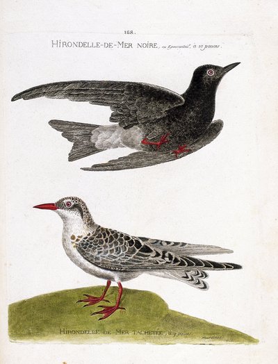 動物図鑑（鳥類学）：飛行中のクロウミツバメ（sea swallow or black dwarf or chlidonias niger）と斑点のあるウミツバメ（moustac guifette or chlidonias hybrida）。鳥類の姿と感覚で描かれた鳥類の歴史」のイラスト 作： Francois Nicolas Martinet