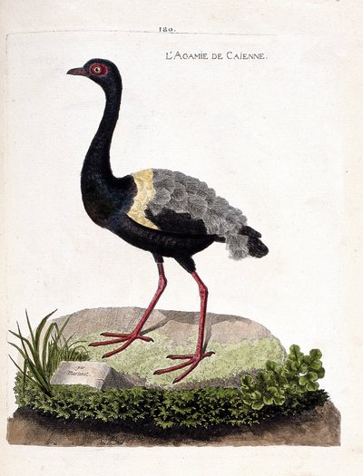 動物図鑑（鳥類学）：カイエンアガミ（トランペットアガミまたはpsophia crepitans）。フランソワ・ニコラ・マルティネ（1731-1800）の『外観と感覚で描かれた鳥類の歴史』の挿絵。個人蔵。 作： Francois Nicolas Martinet