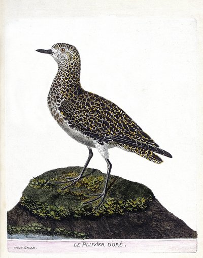 動物図鑑（鳥類学）：カソア（casoar a helmet or cassuarius cassuarius）。フランソワ・ニコラ・マルティネ（1731-1800）の「外観と感覚的な面で描かれた鳥類の歴史」の挿絵。個人蔵。 作： Francois Nicolas Martinet