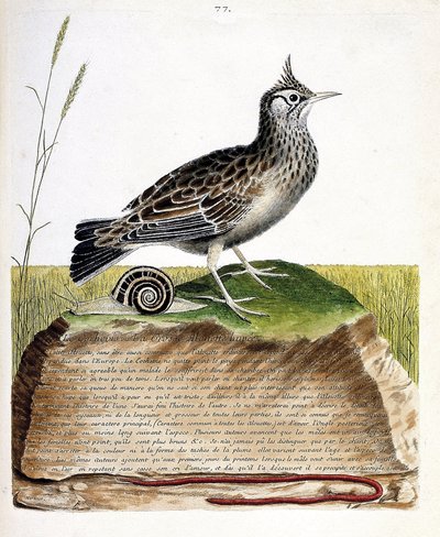 動物図鑑（鳥類学）：cochevis（cochevis huppe or Galerida cristata）。フランソワ・ニコラ・マルティネ（1731-1800）の「外観と感覚的な面で描かれた鳥類の歴史」の図版。個人蔵。 作： Francois Nicolas Martinet