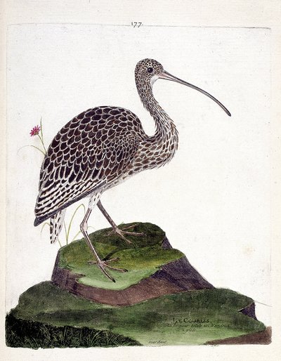 動物図鑑（鳥類学）： curlew (curlew ash or numenius arquata).フランソワ・ニコラ・マルティネ（1731-1800）の「外観と感覚的な面で描かれた鳥類の歴史」の挿絵。個人蔵。 作： Francois Nicolas Martinet