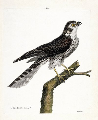 動物図鑑（鳥類学）：枝の上のエメリヨン（エメリヨン・ハヤブサまたはファルコ・コロンバリウス）。フランソワ・ニコラ・マルティネ（1731-1800）の「外観と感性の面で描かれた鳥類の歴史」の挿絵。個人蔵。 作： Francois Nicolas Martinet
