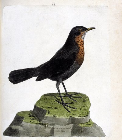 動物図鑑（鳥類学）：ブラックバード（黒い鳥、turdus merula）の雌。フランソワ・ニコラ・マルティネ（1731-1800）の「外観と感覚的な面で描かれた鳥類の歴史」の挿絵。個人蔵。 作： Francois Nicolas Martinet