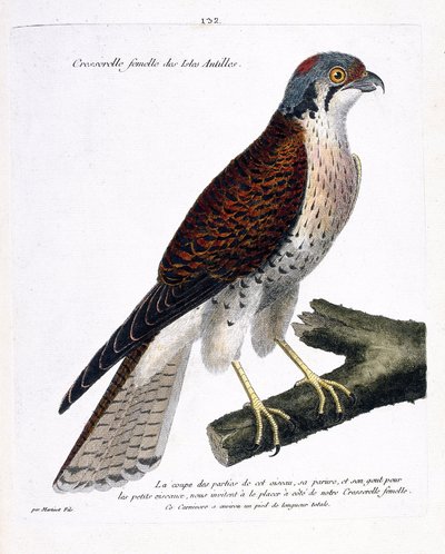 動物図鑑（鳥類学）：枝に乗ったカリブ諸島のメスのクレス（アメリカン・クレセラまたはファルコ・スパルベリウス）。フランソワ・ニコラ・マルティネ(1731-180)の「外観と感覚的な面で描かれた鳥類の歴史」の図版 作： Francois Nicolas Martinet