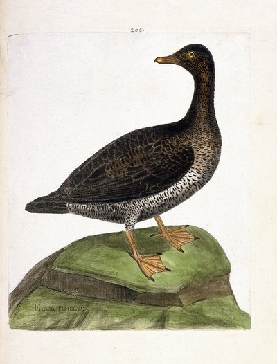 動物図鑑（鳥類学）：雌のアイダー（eider a down or somateria mollissima）。フランソワ・ニコラ・マルティネ（1731-1800）の『外観と感覚で描かれた鳥類の歴史』の挿絵。個人蔵。 作： Francois Nicolas Martinet