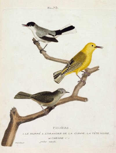 動物園図（鳥類学）：イチジクの木。下から上へ：ホオジロ（california gobemoucheron or polioptila california）、ギアンのオレンジ（orangee warbler or protonotaria citrea）、カイエンの黒い頭（tropical gobemoucheron or poliopt 作： Francois Nicolas Martinet