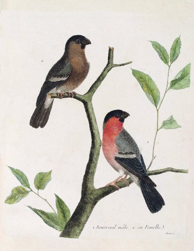 動物図鑑（鳥類学）：下から上に向かって、枝の上にいるオスとメスのブブレイル（牡丹ブブレイルまたはpyrrhula pyrrrhula）。フランソワ・ニコラ・マルティネの「外観と感覚的な面で描かれた鳥類の歴史」のイラスト（1731年 作： Francois Nicolas Martinet
