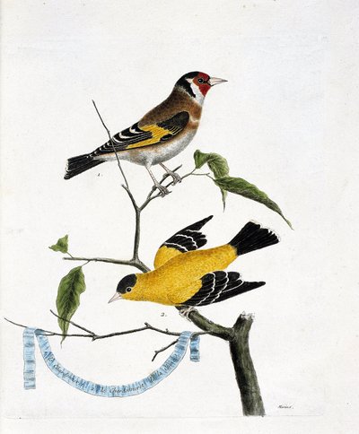 動物図鑑（鳥類学）：上から下へ。枝の上にいるシャルドネレ（chardonneret elegant or carduelis carduelis）と中国のシャルドネレ（Tarin sad or carduelis tristis）。描かれた鳥類の歴史」のイラスト 作： Francois Nicolas Martinet