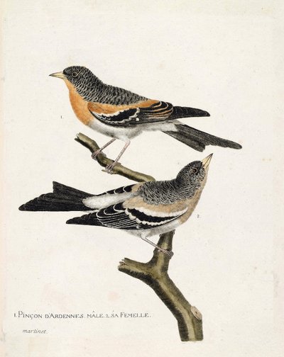 動物図鑑（鳥類学）：上から下へ。枝の上にいるアルデンヌピンソン（northern pinson or fringilla montifringilla）のオスとメス。フランソワ・ニコ著「姿と感性で描かれた鳥類の歴史」の挿絵 作： Francois Nicolas Martinet