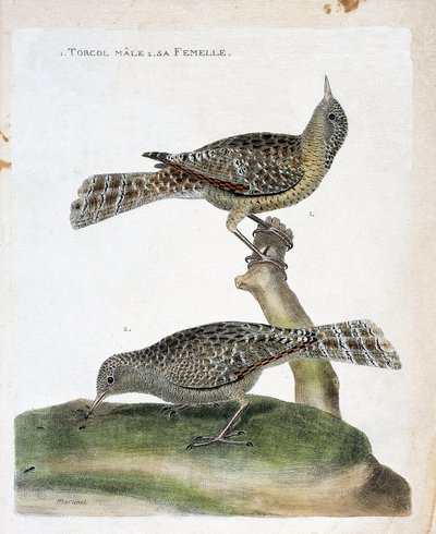動物図鑑（鳥類学）：上から下へ。オスのトルコルとそのメス（Torcol Fourmilier or Jynx torquilla）。フランソワ・ニコラ・マルティネ(1731-1800)の「外観と感覚で描かれた鳥類の歴史」の図版。 作： Francois Nicolas Martinet