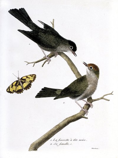 動物図鑑（鳥類学）：上から順に、枝にとまったクロハラダカとそのメス（Sylvia atricapilla）。フランソワ・ニコラ・マルティネ（1731-1800）の『外観と感覚で描かれた鳥類の歴史』の挿絵。P 作： Francois Nicolas Martinet