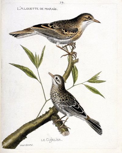 動物図鑑（鳥類学）：上から順に、枝にとまっているヒバリ（pipit rousseline or anthus campestris）とキュウリエ（pipit farlouse or anthus pratensis）。鳥類の歴史をその姿と感性で描いたもの」のイラスト 作： Francois Nicolas Martinet