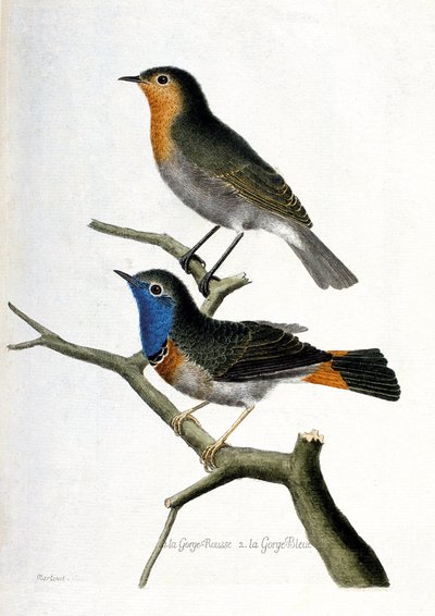 動物図鑑（鳥類学）：上から順に、枝の上の赤い喉（red throat or red throat or erithacus rubecula）と青い喉（blue throat or luscinia svecica）。鳥類の歴史をその姿と形で描いたもの」のイラスト 作： Francois Nicolas Martinet