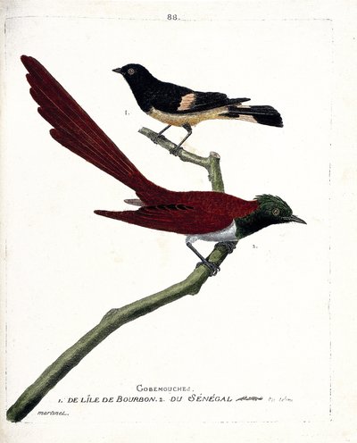 動物図鑑（鳥類学）：ブルボン島のゴブフライ（gobemouche）（Shama de Madagascar or copsychus albospecularis）とセネガルのゴブフライ（tchitrec de paradis or terpsiphone paradisii）。描かれた鳥類の歴史」のイラスト 作： Francois Nicolas Martinet