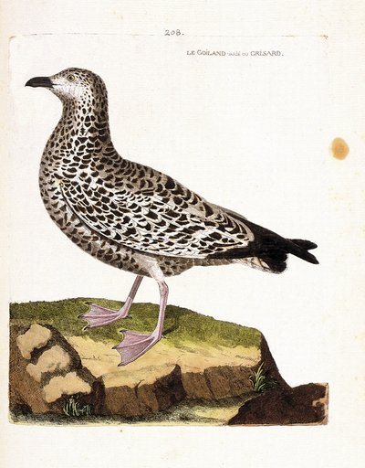 動物図鑑（鳥類学）：goiland vary or grisard（goeland or larus sp）。フランソワ・ニコラ・マルティネ（1731-1800）の「外観と感覚的な面で描かれた鳥類の歴史」の挿絵。個人蔵。 作： Francois Nicolas Martinet