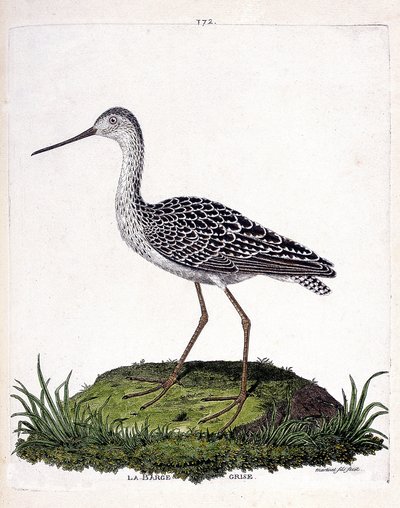 動物図鑑（鳥類学）：灰色のはしけ（赤のはしけまたは limosa lapponica）。フランソワ・ニコラ・マルティネ(1731-1800)の「外観と感覚的な面で描かれた鳥類の歴史」の挿絵。個人蔵。 作： Francois Nicolas Martinet