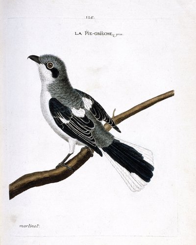 動物図鑑（鳥類学）：枝の上の灰色のグリエ（灰色のモズまたはlanius excubitor）。フランソワ・ニコラ・マルティネ（1731-1800）の『外観と感覚で描かれた鳥類の歴史』の挿絵。個人蔵。 作： Francois Nicolas Martinet