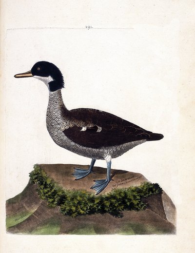 動物図鑑（鳥類学）：ジャワオナガガガモ（灰色のオナガガモまたはanas gibberifrons）。フランソワ・ニコラ・マルティネ（1731-1800）の「外観と感覚で描かれた鳥類の歴史」の図版。個人蔵。 作： Francois Nicolas Martinet