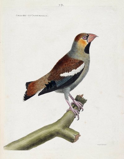 動物図鑑（鳥類学）：枝についた大きなくちばし（グロスビークル）や核（コカウスズメ）。フランソワ・ニコラ・マルティネ（1731-1800）の「外観と感覚的な面で描かれた鳥類の歴史」の挿絵。個人蔵。 作： Francois Nicolas Martinet
