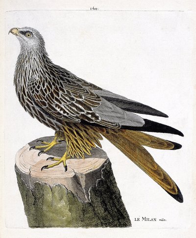 動物図鑑（鳥類学）：ミランのオス（王家の紋章またはmilvus milvus）。フランソワ・ニコラ・マルティネ（1731-1800）の「外観と感覚的な面で描かれた鳥類の歴史」の図版。個人蔵。 作： Francois Nicolas Martinet