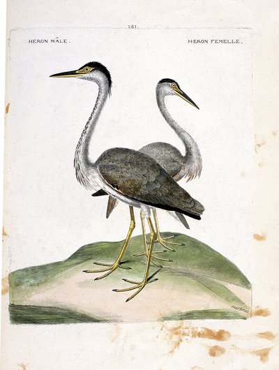 動物図鑑（鳥類学）：雌雄のサギ（heron ash or ardea cinerea）。フランソワ・ニコラ・マルティネ（1731-1800）の「外観と感覚的な面で描かれた鳥類の歴史」の挿絵。個人蔵。 作： Francois Nicolas Martinet