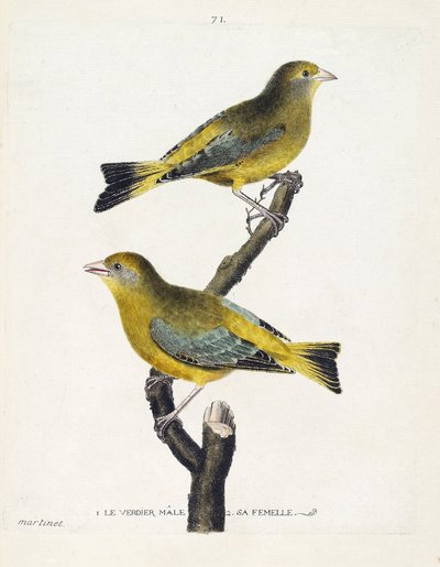 動物図鑑（鳥類学）：枝の上のバーディエ（ヨーロッパバーディエまたはcarduelis chloris）のオスとメス。フランソワ・ニコラ・マルティネ（1731-1800）の「外観と感覚的な面で描かれた鳥類の歴史」の挿絵。個人蔵 作： Francois Nicolas Martinet