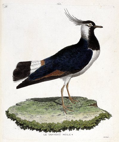 動物図鑑（鳥類学）：雄の子羊（ループドまたはヴァネルス・ヴァネルス）。フランソワ・ニコラ・マルティネ（1731-1800）の「外観と感覚的な面で描かれた鳥類の歴史」の挿絵。個人蔵。 作： Francois Nicolas Martinet